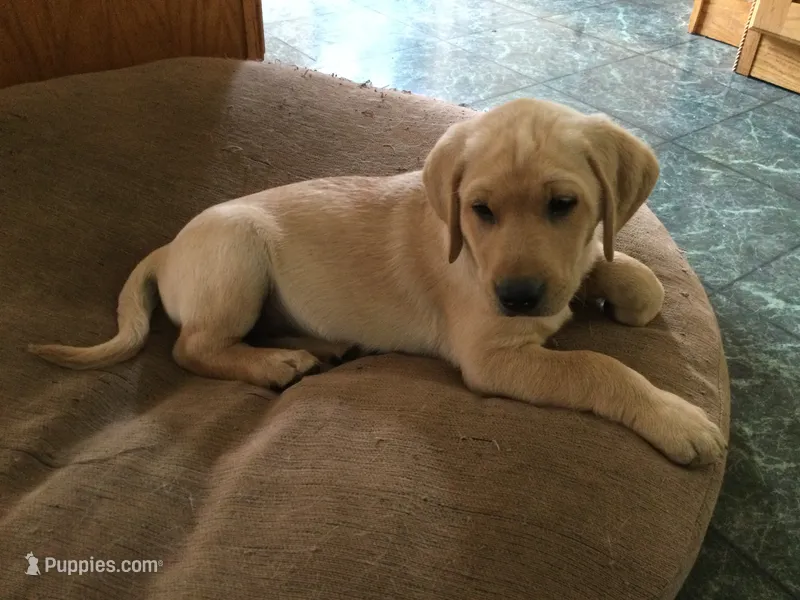 Maizie – Golden Retriever, Labrador Retriever puppy for sale in Astoria, OR
