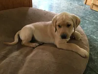 Maizie, a female Golden Retriever and Labrador Retriever for sale in Astoria, OR – 1 of 2