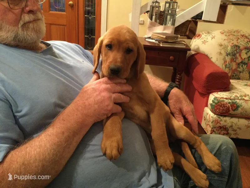 Bently – Golden Retriever, Labrador Retriever puppy for sale in Astoria, OR