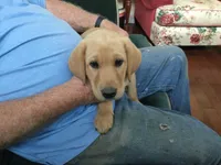 Bear , a male Labrador Retriever for sale in Astoria, OR – 2 of 2