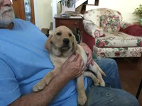 Pip, a female Labrador Retriever for sale in Astoria, OR – 3 of 4