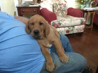 Baker, a male Golden Retriever and Labrador Retriever for sale in Astoria, OR – 2 of 2