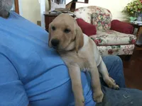 Pip, a female Labrador Retriever for sale in Astoria, OR – 4 of 4
