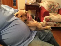Ranger, a male Labrador Retriever for sale in Astoria, OR – 2 of 2
