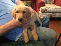 Archie, a male Golden Retriever and Labrador Retriever for sale in Astoria, OR – 2 of 2