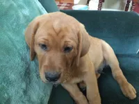 Tank, a male Labrador Retriever for sale in Astoria, OR – 3 of 3