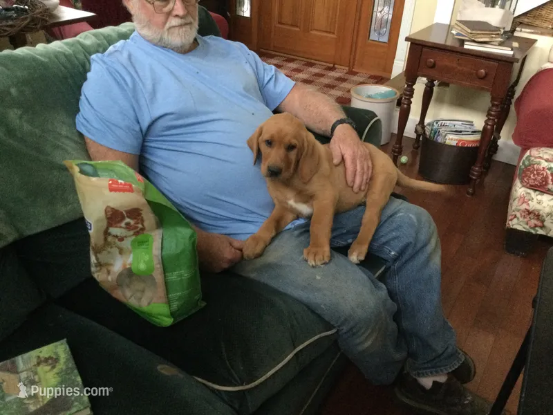 Baker – Golden Retriever, Labrador Retriever puppy for sale in Astoria, OR