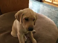 Maizie, a female Golden Retriever and Labrador Retriever for sale in Astoria, OR – 2 of 2