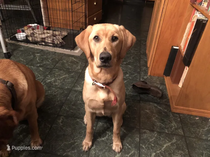 Pixie – Golden Retriever, Labrador Retriever puppy for sale in Astoria, OR