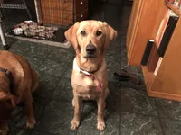 Pixie, a female Golden Retriever and Labrador Retriever for sale in Astoria, OR – 1 of 3
