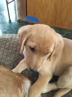 Muffin, a female Labrador Retriever for sale in Astoria, OR – 2 of 3