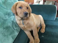 Tank, a male Labrador Retriever for sale in Astoria, OR – 1 of 3