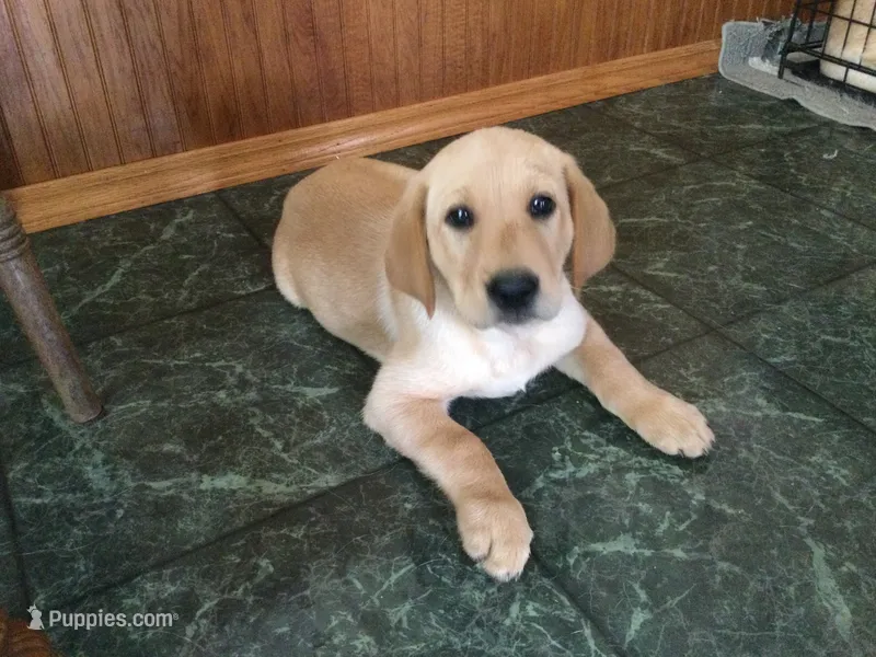 Simba – Golden Retriever, Labrador Retriever puppy for sale in Astoria, OR