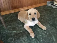 Simba, a male Golden Retriever and Labrador Retriever for sale in Astoria, OR – 1 of 3