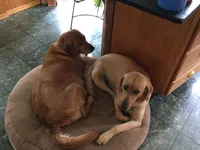 Pixie, a female Golden Retriever and Labrador Retriever for sale in Astoria, OR – 2 of 3