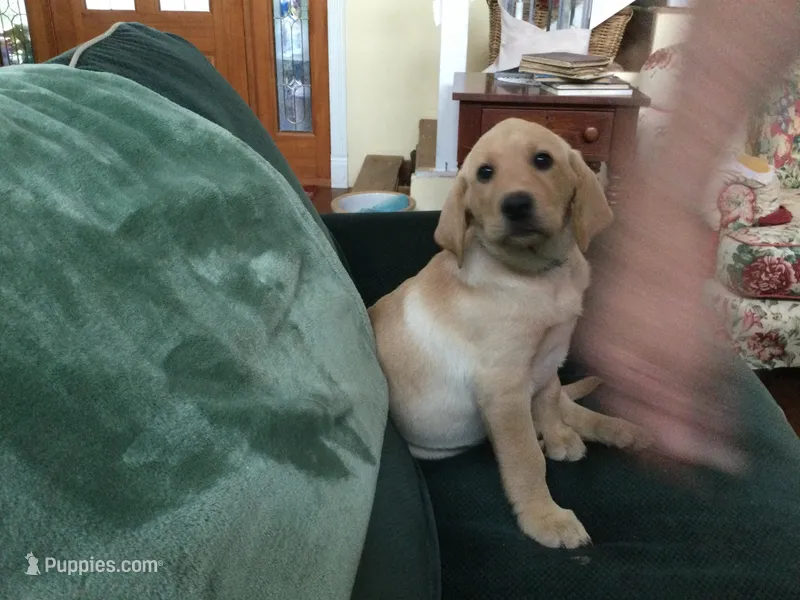 Pip – Labrador Retriever puppy for sale in Astoria, OR