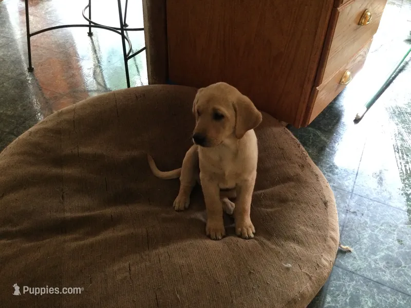 Gypsie – Golden Retriever, Labrador Retriever puppy for sale in Astoria, OR