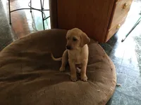 Gypsie, a female Golden Retriever and Labrador Retriever for sale in Astoria, OR – 1 of 2