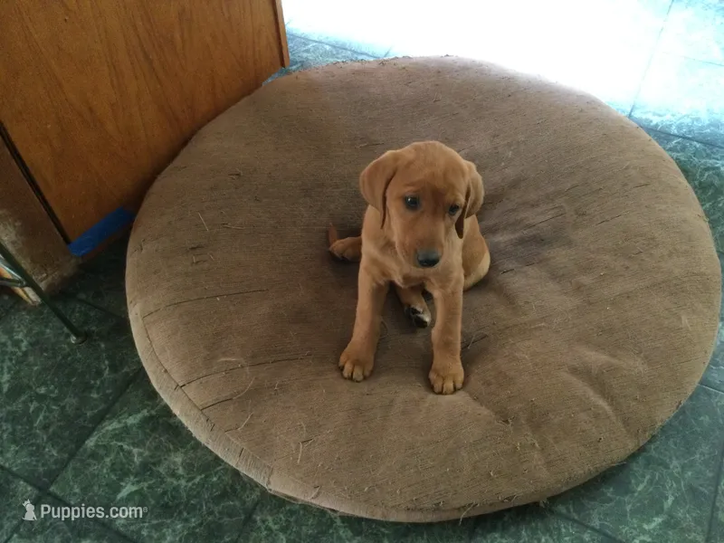 Nutmeg – Golden Retriever, Labrador Retriever puppy for sale in Astoria, OR