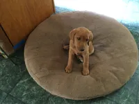 Nutmeg, a female Golden Retriever and Labrador Retriever for sale in Astoria, OR – 1 of 3
