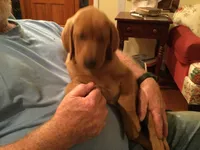 Bently, a male Golden Retriever and Labrador Retriever for sale in Astoria, OR – 2 of 2