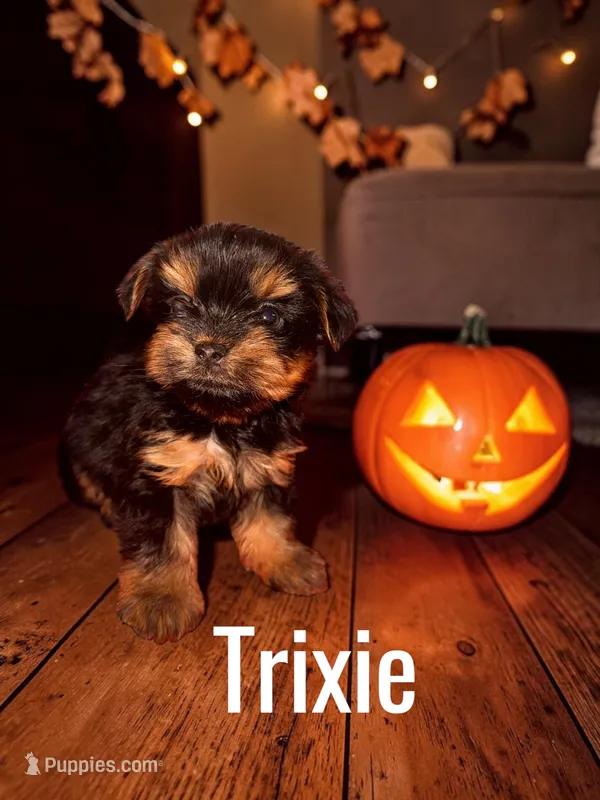 Trixie – Yorkshire Terrier puppy for sale in Hot Springs National Park, AR