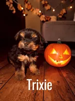 Trixie, a female Yorkshire Terrier for sale in Hot Springs National Park, AR – 1 of 3