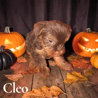 Cleo, a female Yorkshire Terrier for sale in Hot Springs National Park, AR – 1 of 3