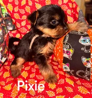 Pixie, a female Yorkshire Terrier for sale in Hot Springs National Park, AR – 2 of 3