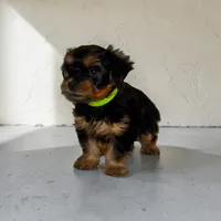 Max, a male Yorkshire Terrier for sale in Hot Springs, AR – Photo 2 of 2