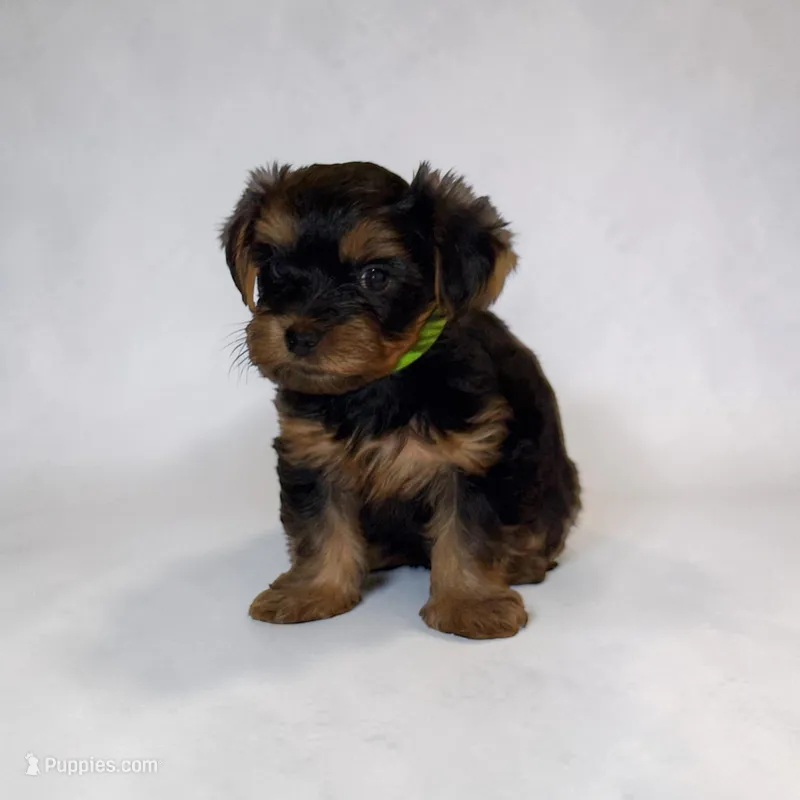 Max – Yorkshire Terrier puppy for sale in Hot Springs, AR