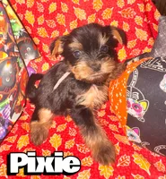 Pixie, a female Yorkshire Terrier for sale in Hot Springs National Park, AR – 3 of 3
