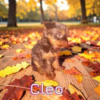 Cleo, a female Yorkshire Terrier for sale in Hot Springs National Park, AR – 2 of 3