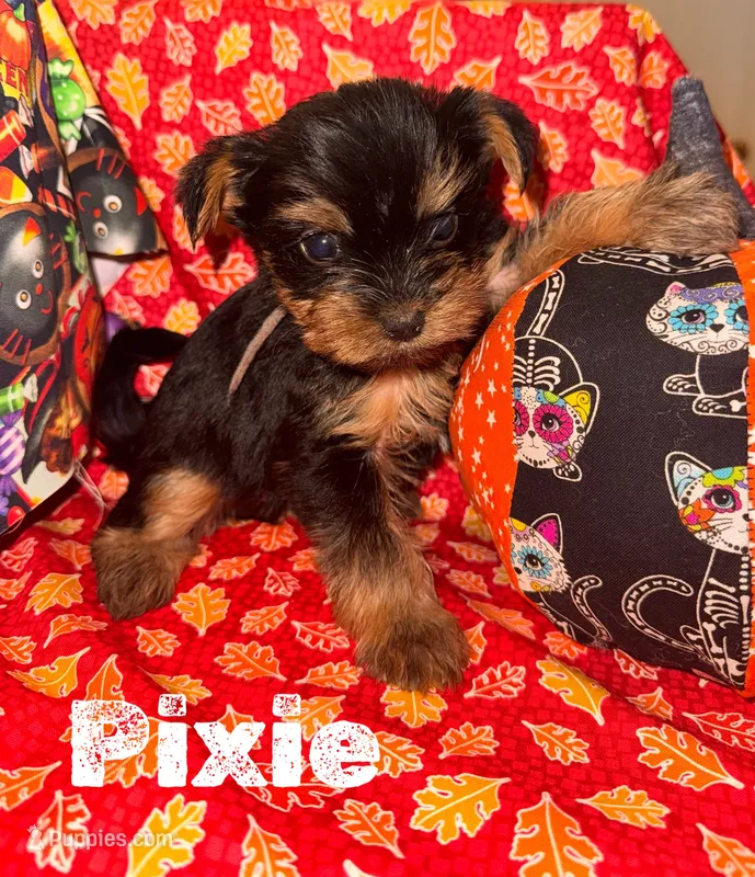 Pixie – Yorkshire Terrier puppy for sale in Hot Springs National Park, AR