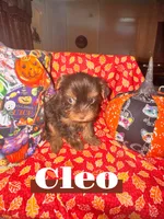 Cleo, a female Yorkshire Terrier for sale in Hot Springs National Park, AR – 3 of 3