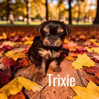 Trixie, a female Yorkshire Terrier for sale in Hot Springs National Park, AR – 3 of 3