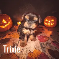 Trixie, a female Yorkshire Terrier for sale in Hot Springs National Park, AR – 2 of 3