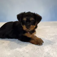 Webster, a male Yorkshire Terrier for sale in Hot Springs, AR – Photo 2 of 2