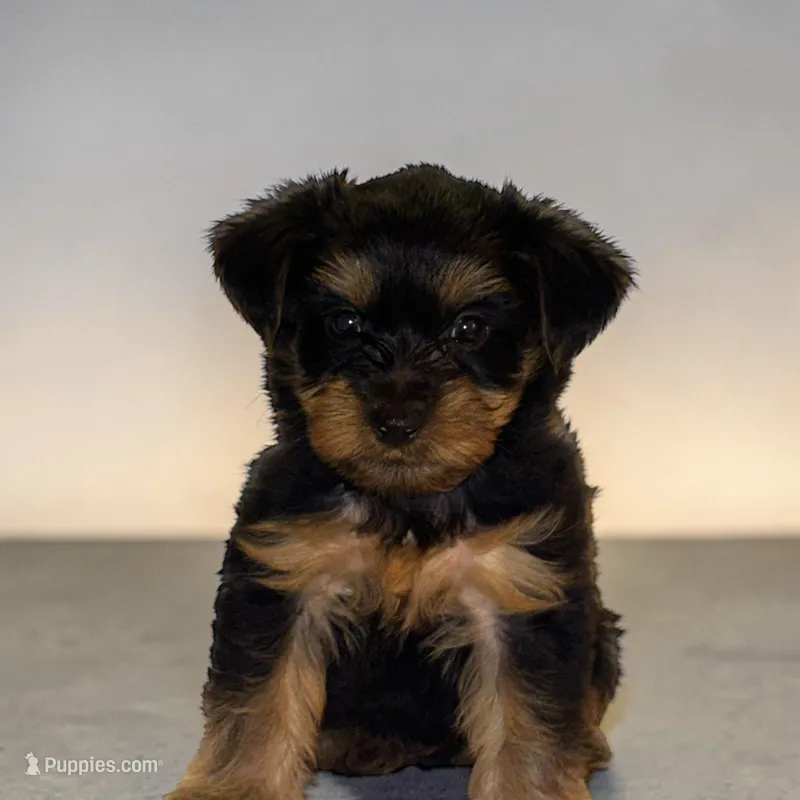 Webster – Yorkshire Terrier puppy for sale in Hot Springs, AR