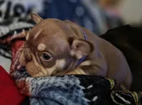 Purple female, a female French Bulldog for sale in Luling, TX – 5 of 10