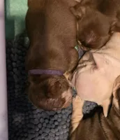 Purple female, a female French Bulldog for sale in Luling, TX – 3 of 4