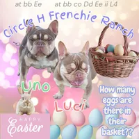 Purple female, a female French Bulldog for sale in Luling, TX – 4 of 4