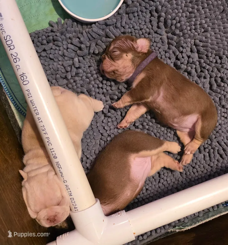 Purple female – French Bulldog puppy for sale in Luling, TX