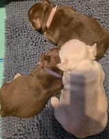 Purple female, a female French Bulldog for sale in Luling, TX – 2 of 4