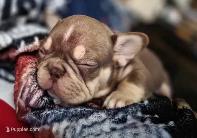 Purple female – French Bulldog puppy for sale in Luling, TX