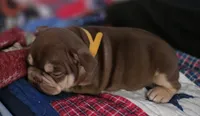 Yellow girl, a female French Bulldog for sale in Luling, TX – 2 of 6