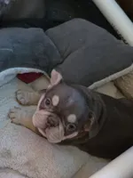 Pink girl, a female French Bulldog for sale in Luling, TX – 5 of 6
