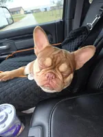 Yellow girl, a female French Bulldog for sale in Luling, TX – 3 of 4