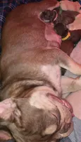 Yellow girl, a female French Bulldog for sale in Luling, TX – 2 of 4
