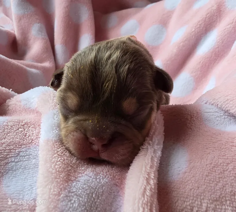 Yellow girl – French Bulldog puppy for sale in Luling, TX